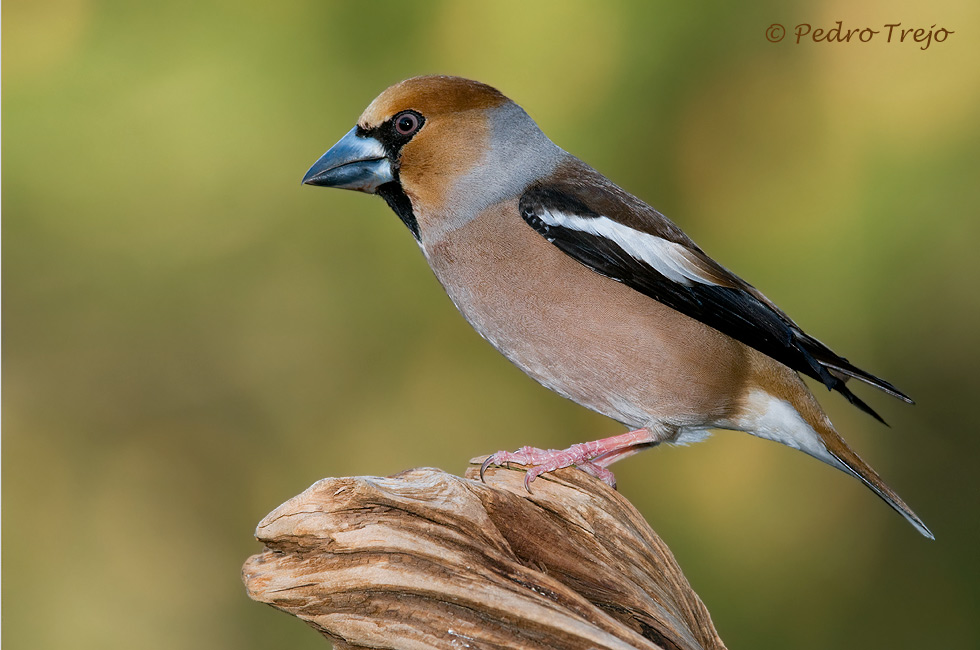 Picogordo (Coccothraustes coccothraustes)